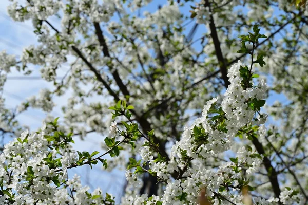 Flores Primavera Bonita Flor Fundo Natureza — Fotografia de Stock