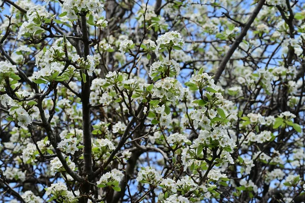 美丽的春花绽放 自然背景 — 图库照片