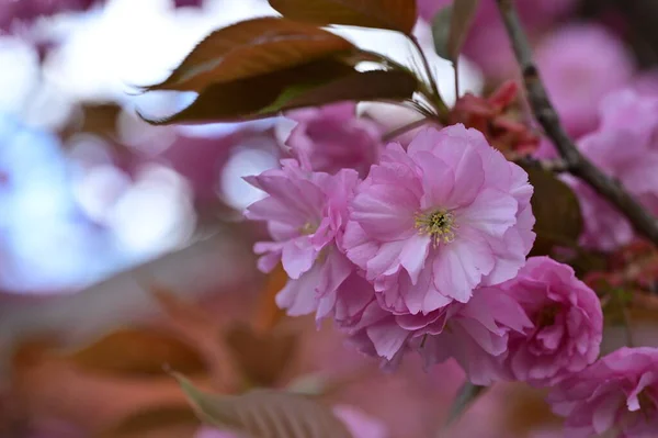 Gyönyörű Tavaszi Virágok Virágzik Természet Háttér — Stock Fotó