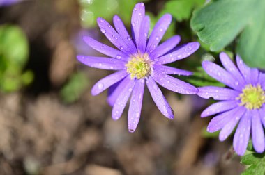 güzel çiçeklerin yakın görünümü 
