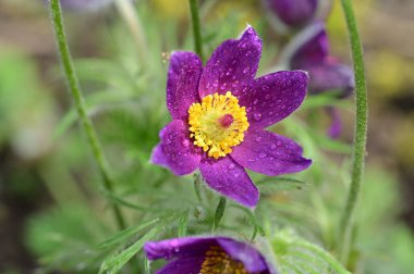 güzel çiçeklerin yakın görünümü 