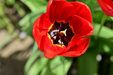 Güzel lale çiçeğinin yakın görüntüsü 