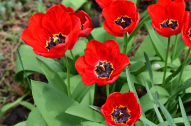 Güzel lale çiçeklerinin manzarasını kapat. 