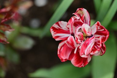 Güzel lale çiçeğinin yakın görüntüsü 