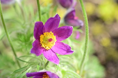 güzel çiçeklerin yakın görünümü 