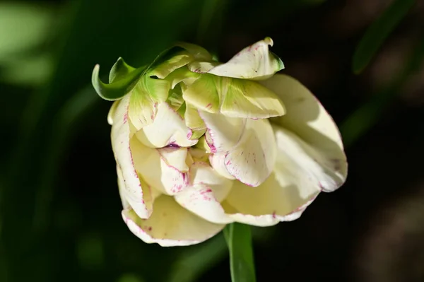 Close View Beautiful Tulip Flower — Stock Photo, Image