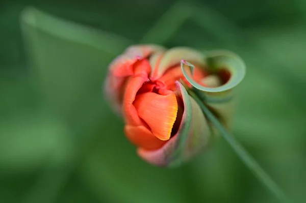 stock image close up view of  beautiful tulip  flower 