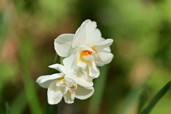 White Daffodil Flowers Garden — Stock Photo, Image