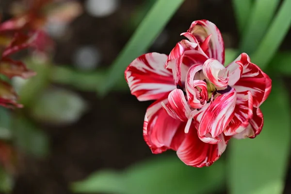 Közeli Kilátás Gyönyörű Tulipán Virág — Stock Fotó