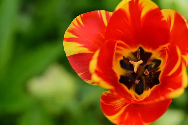 Vista Cerca Hermosa Flor Tulipán — Foto de Stock