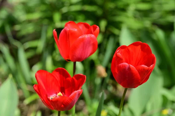 Vue Rapprochée Belles Fleurs Tulipes — Photo