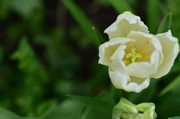 Güzel Lale Çiçeğinin Yakın Görüntüsü — Stok fotoğraf