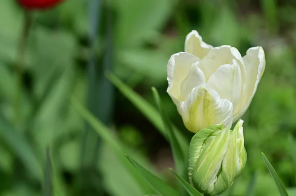 Güzel Lale Çiçeğinin Yakın Görüntüsü — Stok fotoğraf