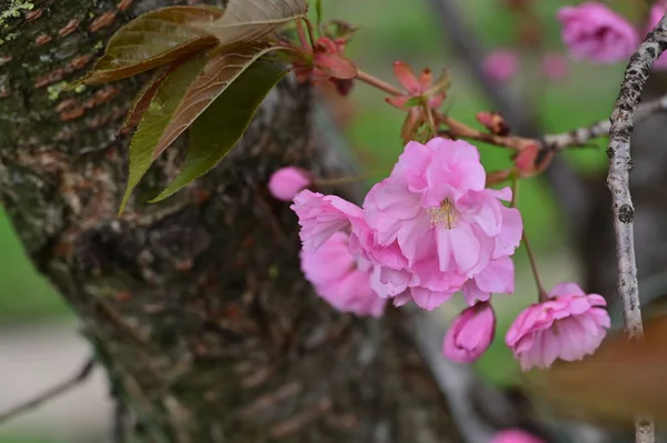 Красиві Весняні Квіти Розквітнуть Фон Природи — стокове фото