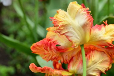 Güzel çiçeklerin yakın görüntüsü. Laleler 