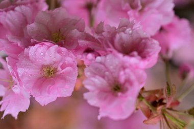 Güzel bahar çiçekleri, doğa arka planı.