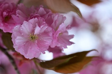 Güzel bahar çiçekleri, doğa arka planı.