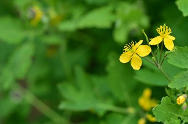 güzel çiçek yakın görünümü 