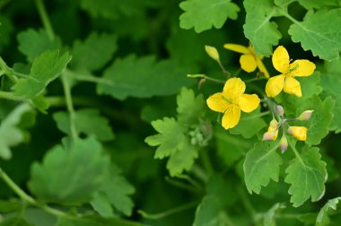 güzel çiçek yakın görünümü 