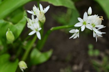 güzel çiçeklerin yakın görünümü 