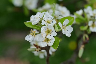 Güzel bahar çiçekleri, doğa arka planı.