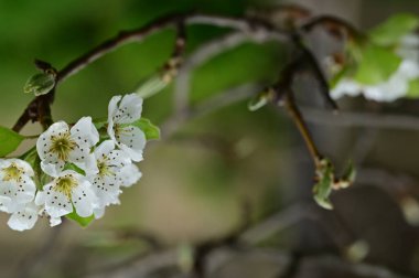 Güzel bahar çiçekleri, doğa arka planı.