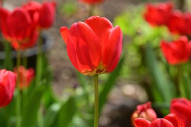Bahçedeki kırmızı laleler