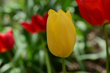 Bahçedeki güzel laleler