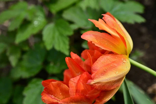 Mooie Rode Tulpen Tuin — Stockfoto