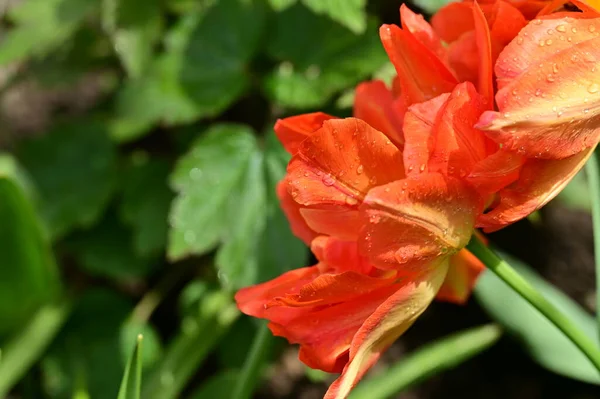 Закрытый Вид Красивые Цветы Тюльпаны — стоковое фото