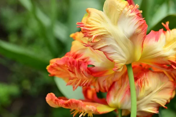 近距离观察美丽的花朵 郁金香 — 图库照片