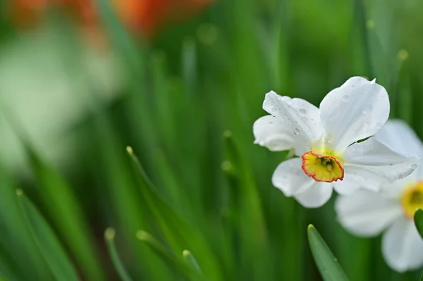 庭の美しい白い水仙の花 — ストック写真