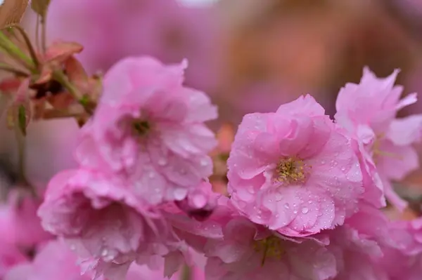 Beautiful Spring Flowers Blossom Nature Background — Stock Photo, Image