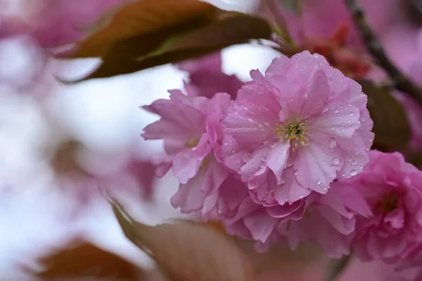 Schöne Blühende Rosa Blumen Garten — Stockfoto