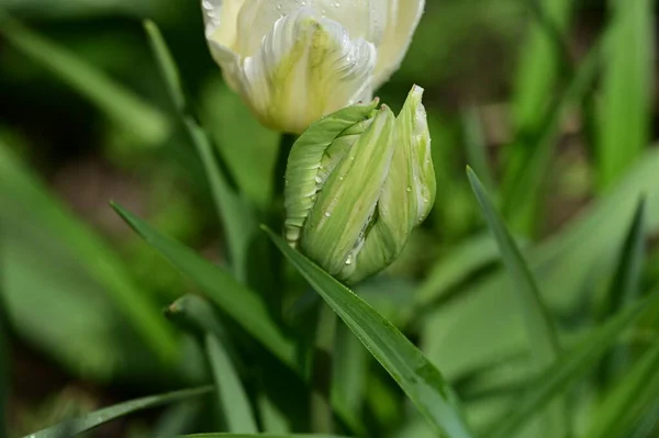 Красивые Белые Тюльпаны Саду — стоковое фото