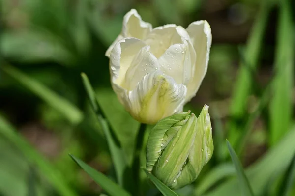 Hermosos Tulipanes Blancos Jardín — Foto de Stock