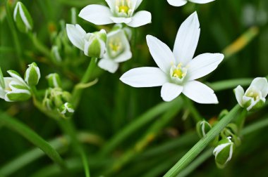 güzel çiçeklerin yakın görünümü 