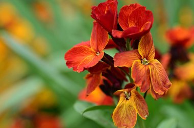 güzel çiçeklerin yakın görünümü 