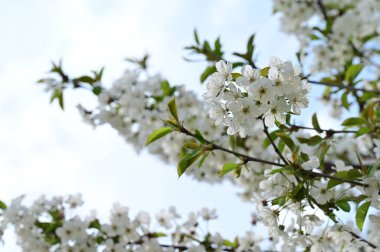 Güzel bahar çiçekleri, doğa arka planı.