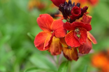 güzel çiçeklerin yakın görünümü 