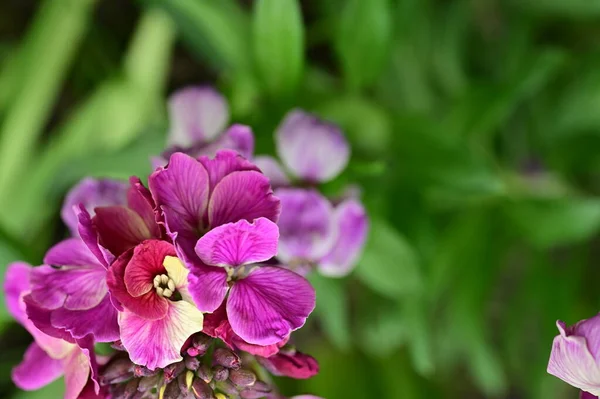 Close Uitzicht Prachtige Bloemen — Stockfoto