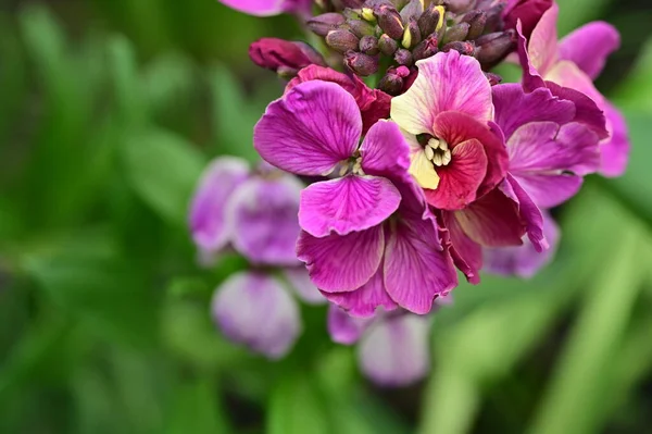 Widok Bliska Pięknych Kwiatów — Zdjęcie stockowe