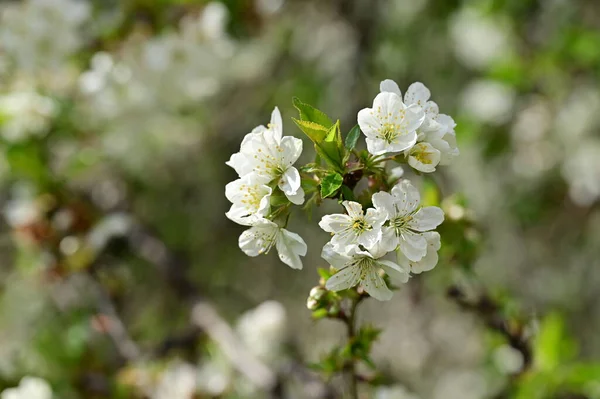 Белые Цветы Яблони Весной — стоковое фото