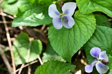 bahçede güzel Menekşe çiçek