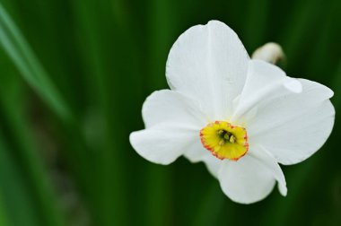 Bahçedeki güzel beyaz narsisli çiçek