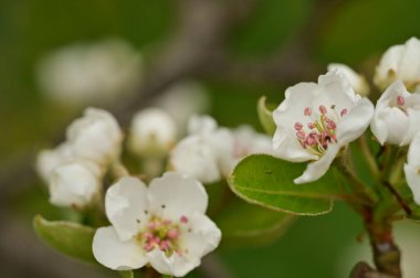 Güzel bahar çiçekleri, doğa arka planı.