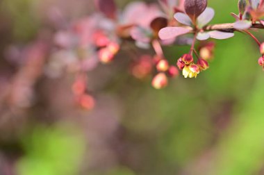 Güzel bahar çiçekleri, doğa arka planı.