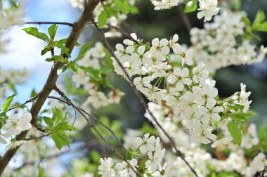 İlkbaharda elma ağacının beyaz çiçekleri