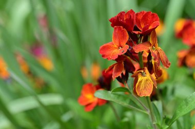 Bahçedeki güzel portakal çiçekleri