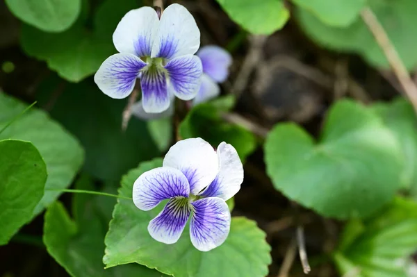 Beautiful Violets Flowers Garden — Stock Photo, Image